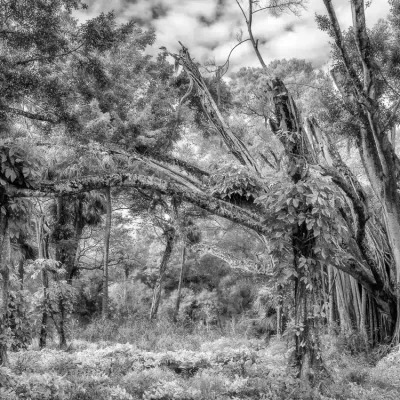 Banyan-in-Monochrome-5663.jpg.webp