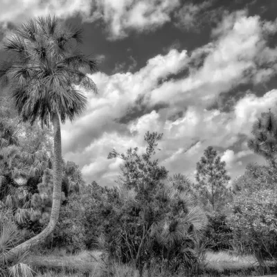 Crooked-Palm-5602.jpg.webp
