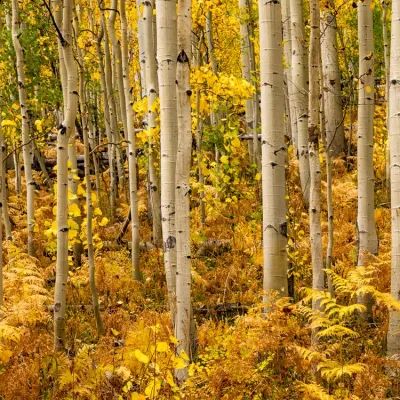 Ferns-and-Aspens-6399.jpg.webp