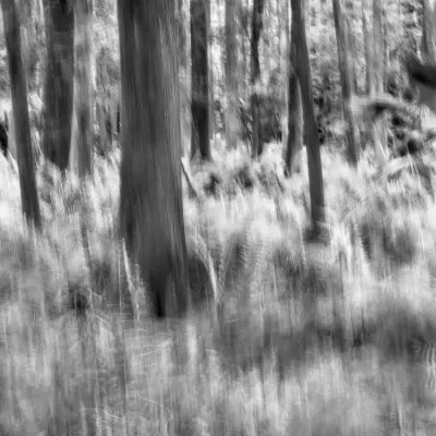 Ferns-and-Cypress-Monohrome-572.jpg.webp