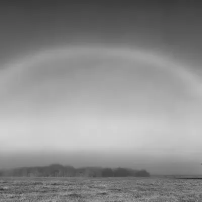 Fogbow-Over-Live-Oak-Tree-Monochrome-6832.jpg.webp