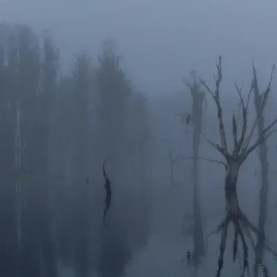 Foggy-Florida-Morning-839.jpg.webp