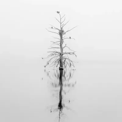 Lone-Cypress-in-the-Fog-6661.jpg.webp