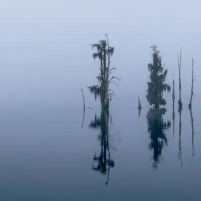 Stillness-in-the-Fog-780.jpg.webp