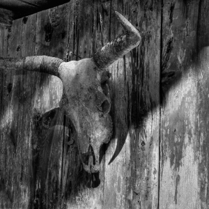 Cow Skull on Barn Wall