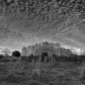 Florida Woods