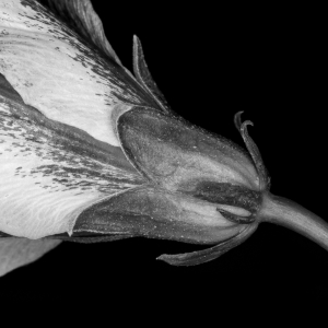 Hibiscus in Monochrome