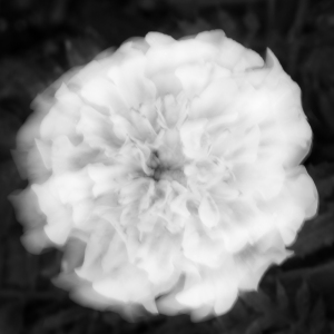 Marigold Abstract