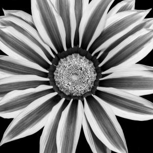 Monochrome Purple Gazania