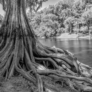 Rooted in Strength