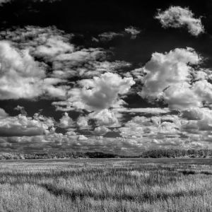 Salt Marsh