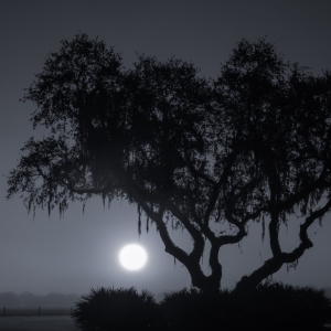 Sunrise Through the Fog-Monochrome