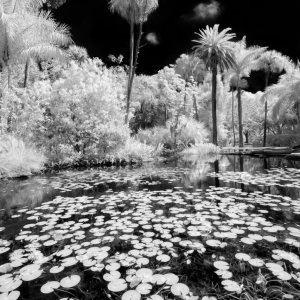 The Lily Pond