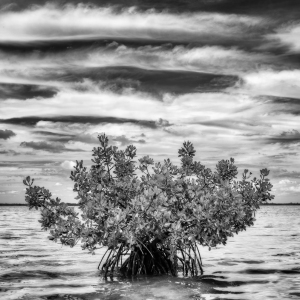The Lone Mangrove