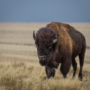 Antelope Island Bison