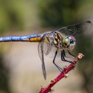 Dragonfly Grin
