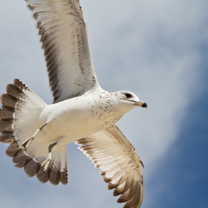 Fly Away