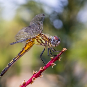 Happy Dragonfly