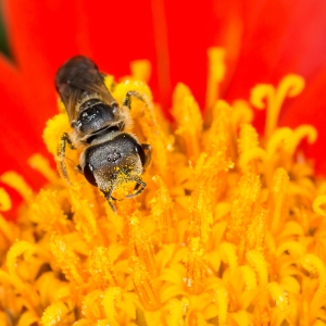 Mexican Sunflower and Bee