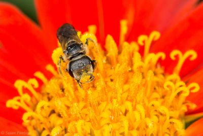 Mexican Sunflower and Bee