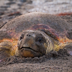 Nesting Sea Turtle