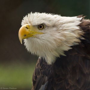 On High Alert