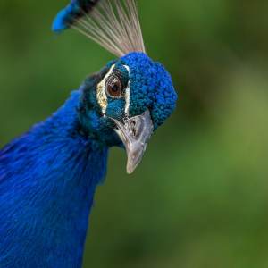 Pondering Peacock