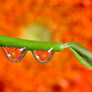A Pair of Gerberas