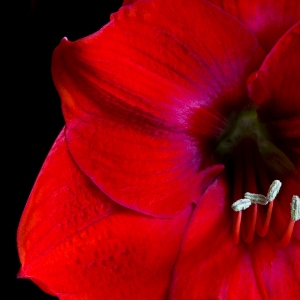 Amaryllis Special