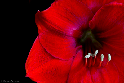 Amaryllis Special