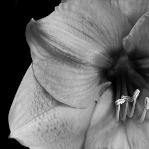 Amaryllis in Monochrome