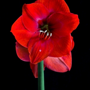 Amazing Amaryllis