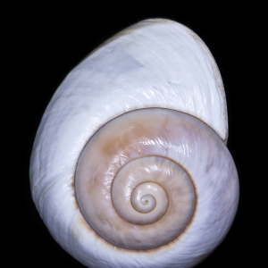 Apple Snail Shell