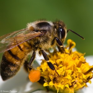 Beezy Bee