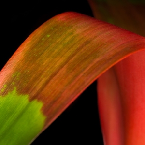 Bromeliad Abstract