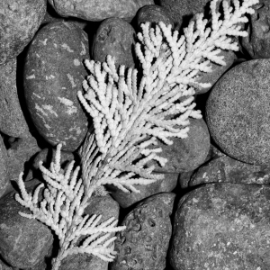 Cedar Leaf on Rocks