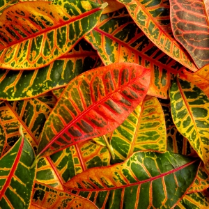 Croton Leaves