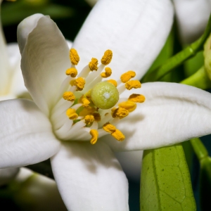 Florida Orange Blossom
