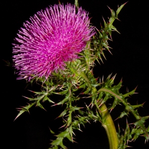 Florida Thistle