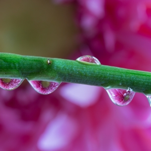 Flower Droplets