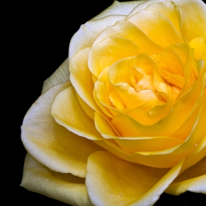 Friendship Rose