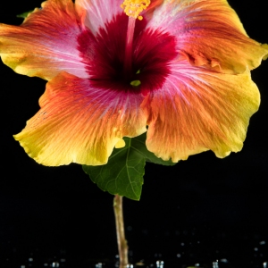 Hibiscus in Water