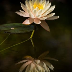 Lovely Lily