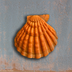 Orange Scallop