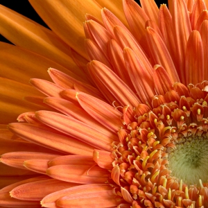 Orange Sherbet