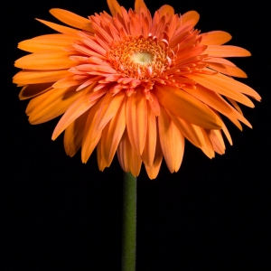 Orange Sherbet II