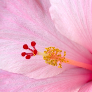 Pink Hibiscus Flower