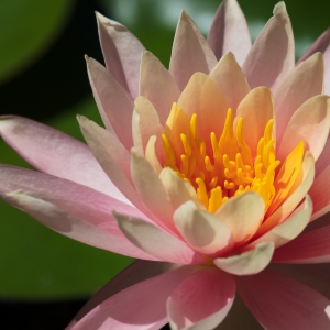 Pink Water Lily