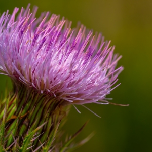 Prairie Thistle