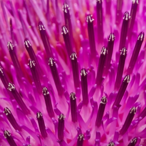 Purple Spikes